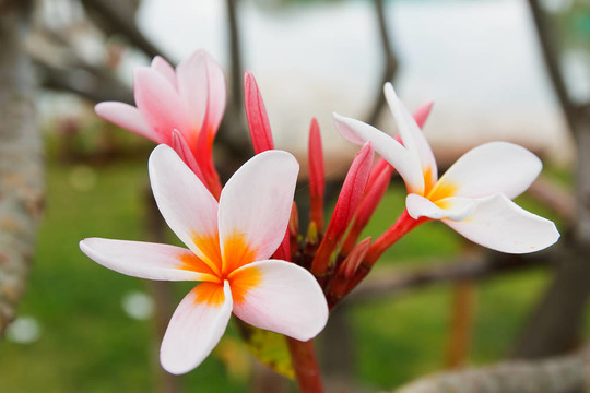 熱帶花卉；leelavadee