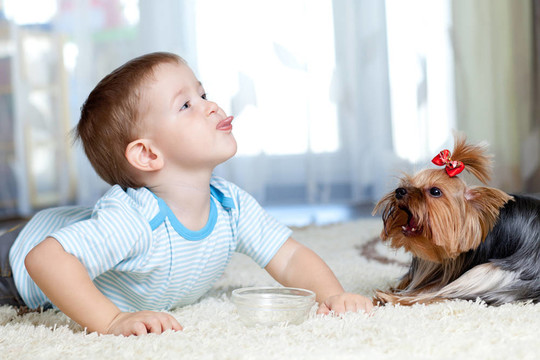 可愛的孩子在家里飼養(yǎng)約克郡犬的狗