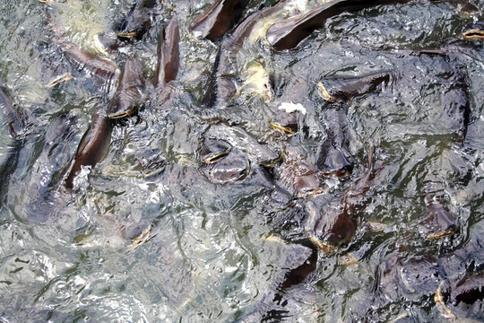 魚的紋理