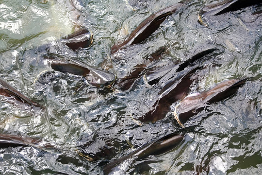魚的紋理