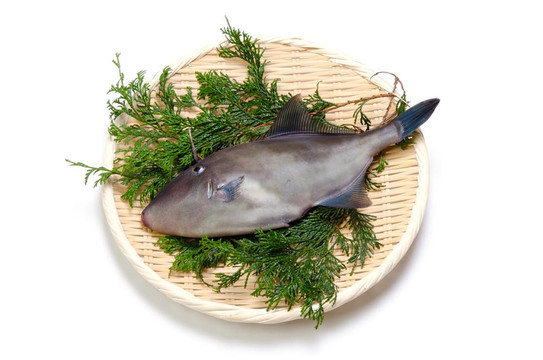 綠鰭馬面鲀