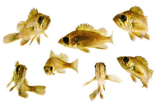 黑石斑魚