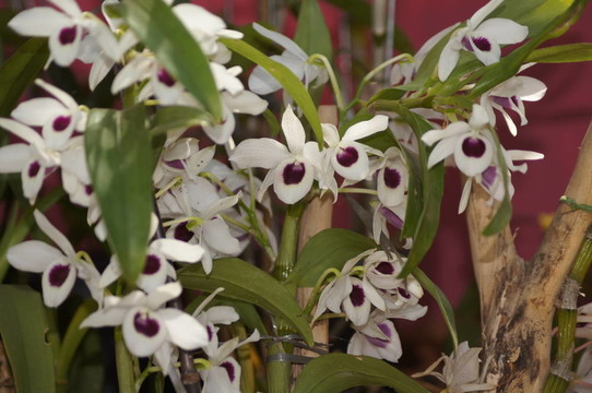 orquidia花