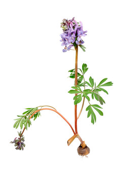 Flower Corydalis halleri與根球。春天的特寫。