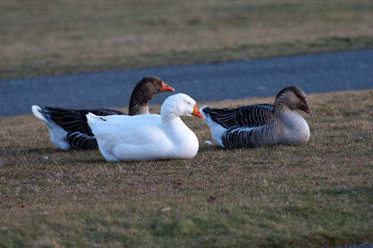 水鳥一起在公園。