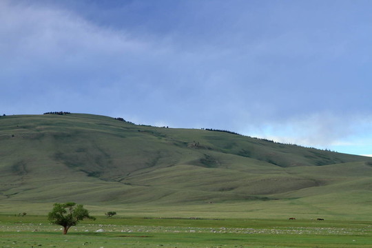 山中孤樹