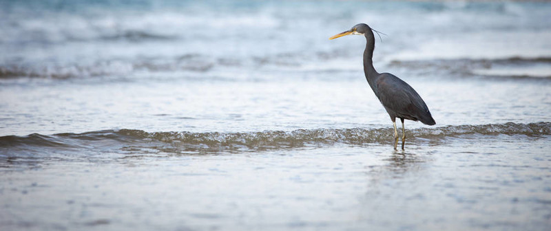 西巖鷺（Egretta gularis）