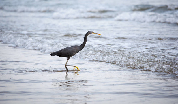 西巖鷺（Egretta gularis）