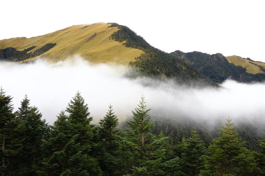 樹與云的高山風(fēng)景