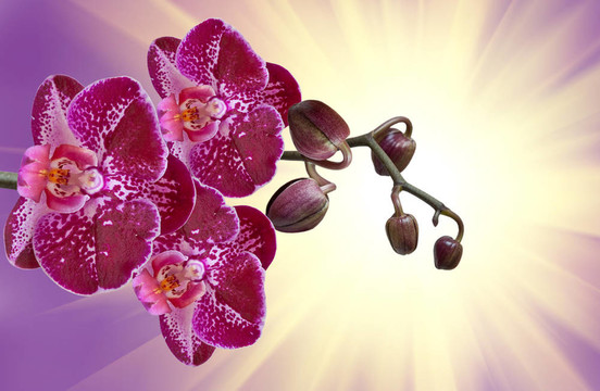 蘭花