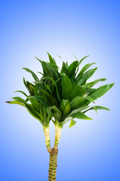 龍血樹屬植物對漸變背景