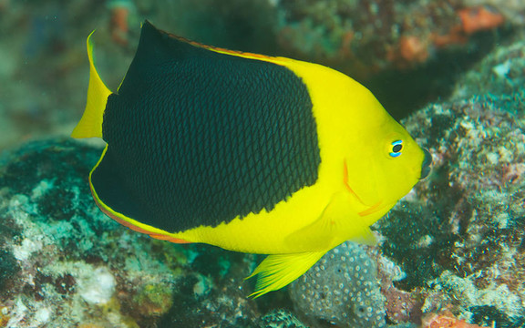 黃黑巖美人魚(yú)