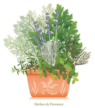 草藥de普羅旺斯花園；Flowerpot