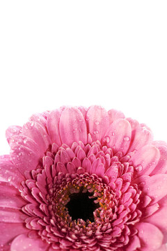 太陽花