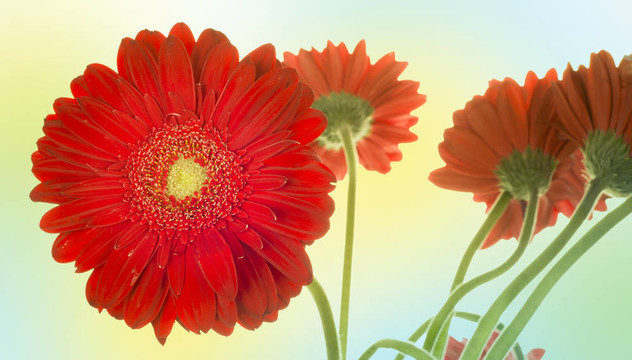 紅色的花