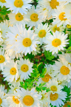 camomiles花卉在自然觀