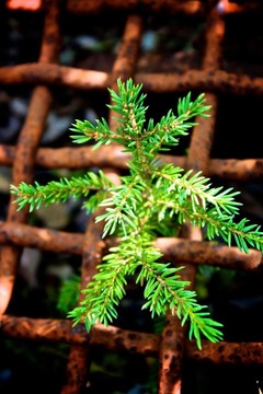樹(shù)苗在籠