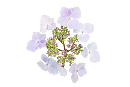 lacecap繡球花
