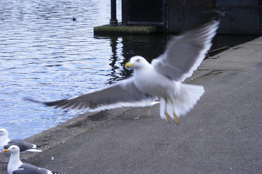 飛seagul