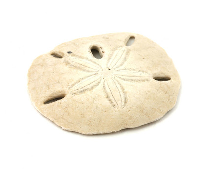 沙錢(qián)