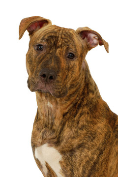 斯塔福德郡梗犬
