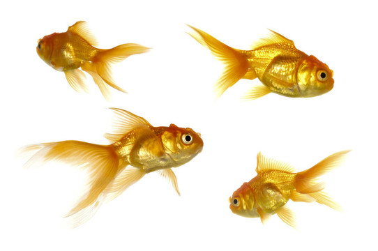 金魚