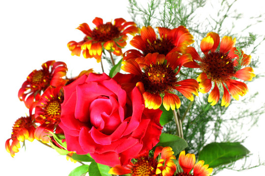 紅玫瑰花。淺景深。