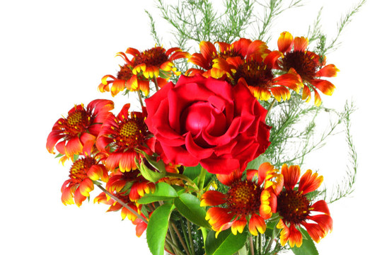紅玫瑰花。淺景深。