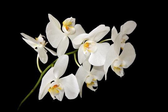 黑底白蘭花