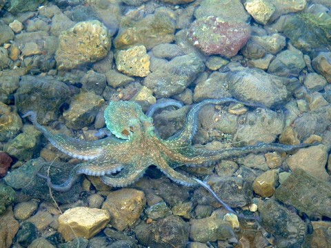 憤怒的octapus