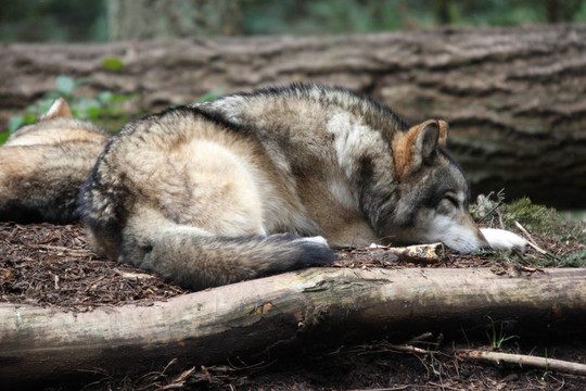 Grey Wolf。瓦城西北野生動(dòng)物園照片。