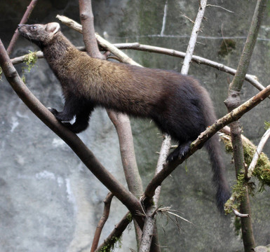 Fisher。瓦城西北野生動物園照片。
