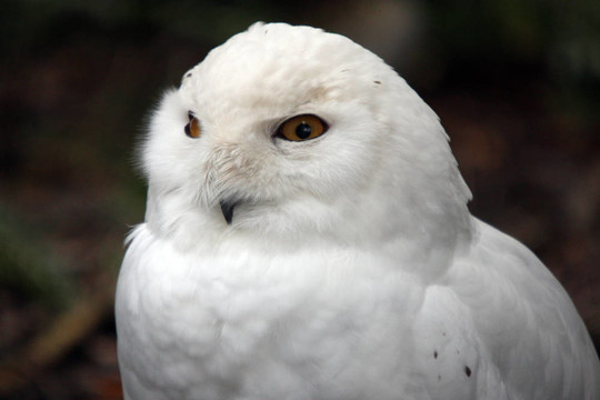 雪白的貓頭鷹。瓦城西北野生動物園照片。
