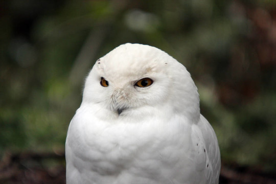 雪白的貓頭鷹。瓦城西北野生動物園照片。