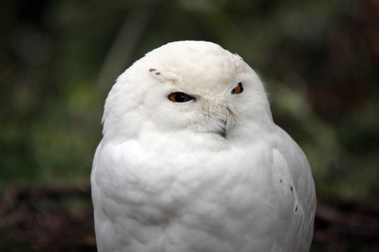 雪白的貓頭鷹。瓦城西北野生動物園照片。