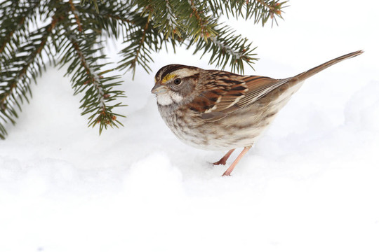 鳥在雪中