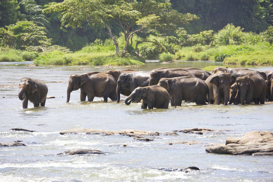 斯里兰卡大象过河