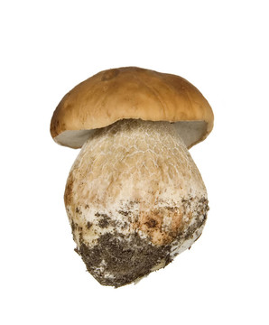 在白色背景的牛肝菌