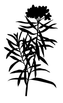 沼澤植物白色背景圖