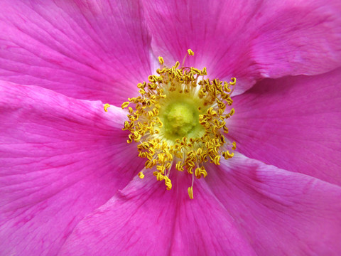 狗薔薇