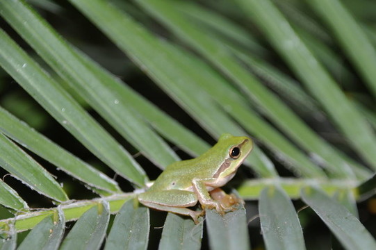 樹(shù)蛙