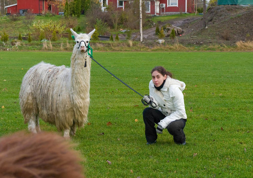 llama-07