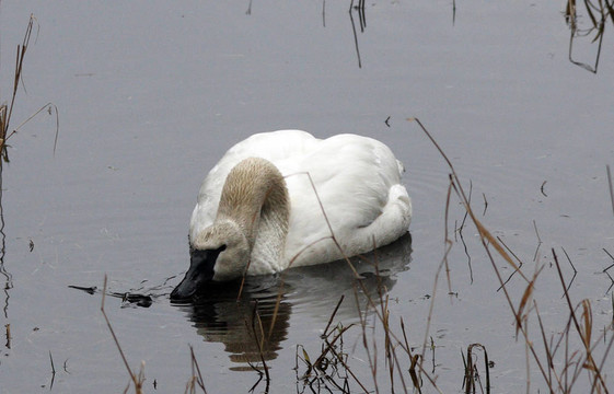 Trumpeter Swan。瓦城西北野生動(dòng)物園照片。