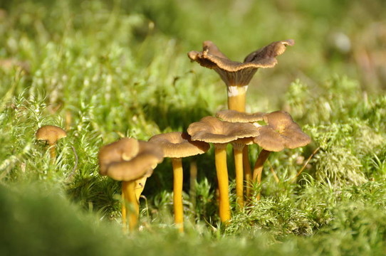 管形雞油菌