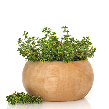 百里香草