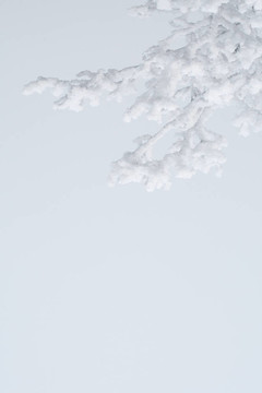 霜枝