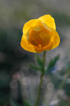 花卉