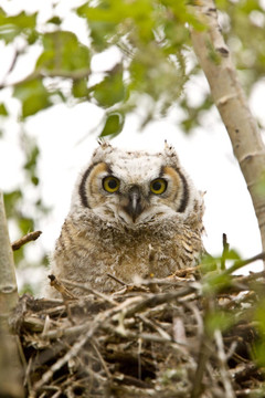 Great Horned Owlet在鳥巢