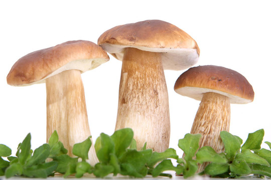 森林蘑菇群