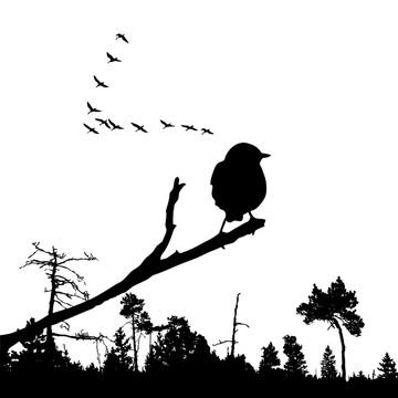 樹枝上鳥的圖